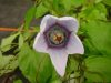 Show product details for Codonopsis grey-wilsonii syn. nepalense